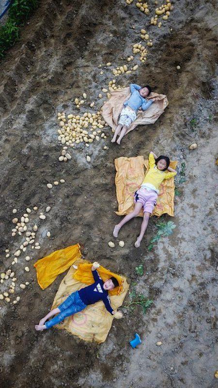 ▲图为2019年2月2日，广东省广州市增城小楼镇土豆丰收的场景。图片来源：视觉中国